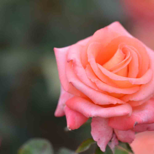 BARNI ROSE - LARGE FLOWERS