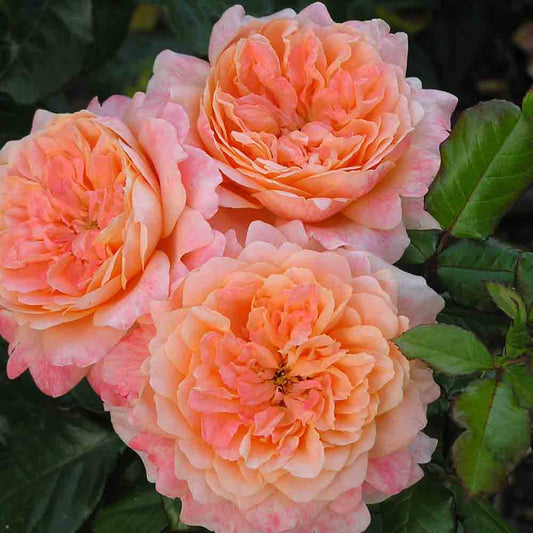 KING ARTHUR® ROSE - LARGE FLOWERS