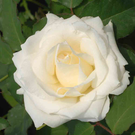 ROSE JUNGFRAU – GROSSE BLÜTEN