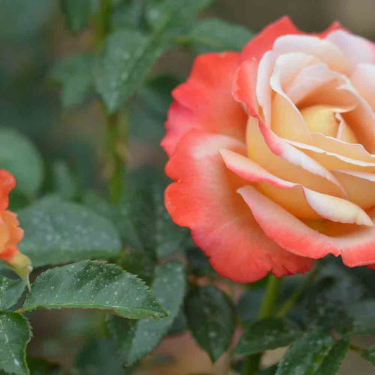 VENDÉE IMPERIAL® ROSE – GROSSE BLÜTEN