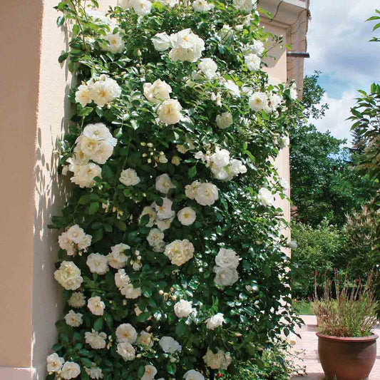 OPALIA ROSE, DECOROSIER - CLIMBING® - CLIMBING
