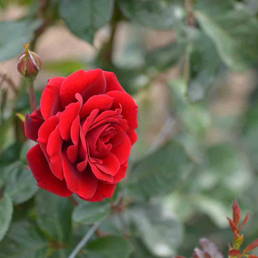 JAZZ® ROSE - CLIMBING