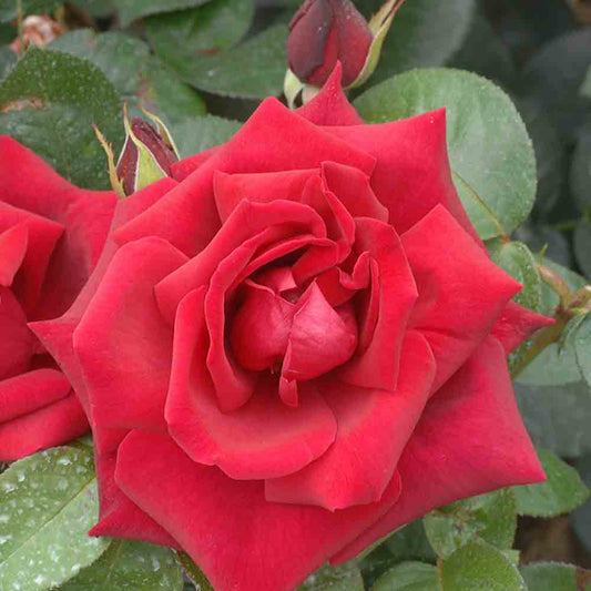 ROSE BUSH ENA HARKNESS - CLIMBING