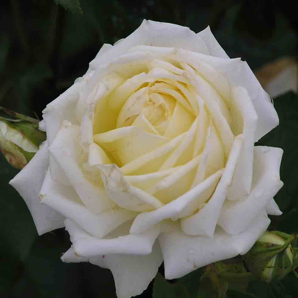 ISIS® ROSE - LARGE FLOWERS