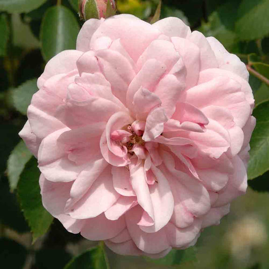 BONICA® ROSE - GROUND COVER