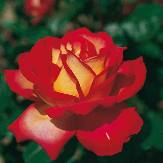 MME DIEUDONNÉ ROSE - LARGE FLOWERS