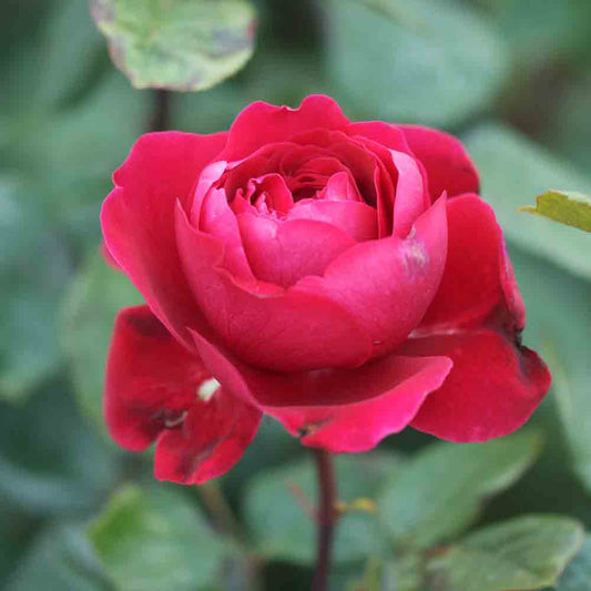 ALAIN SOUCHON® ROSE - RETRO