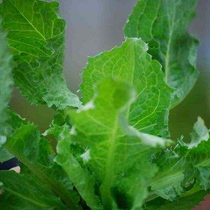 CHICOREE SCAROLE CORNET D ANJOU AB - PLANT