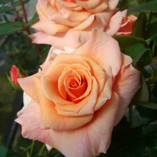 PACO RABANNE® ROSE - LARGE FLOWERS