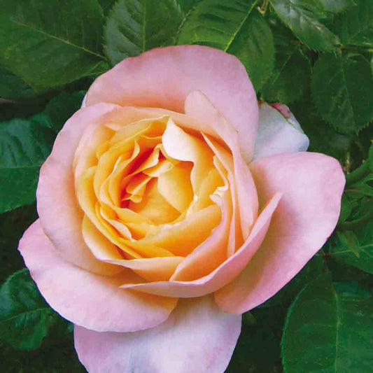 ISABELLE AUTISSIER® ROSE - LARGE FLOWERS