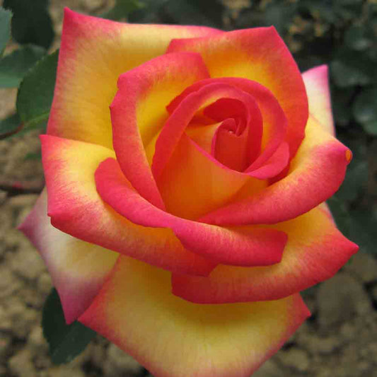 JEAN PIAT® ROSE - LARGE FLOWERS