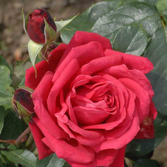 KARL HERBST ROSE - LARGE FLOWERS