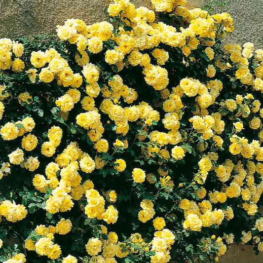 RIMOSA® ROSE - KLETTERN