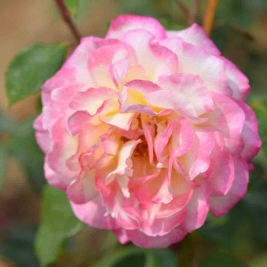 ROSENBUSCH SOPHIE DESMARETS® - GROSSE BLUMEN
