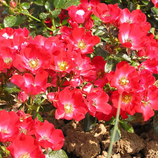 ROSIER OCCITANE® - GROUND COVER