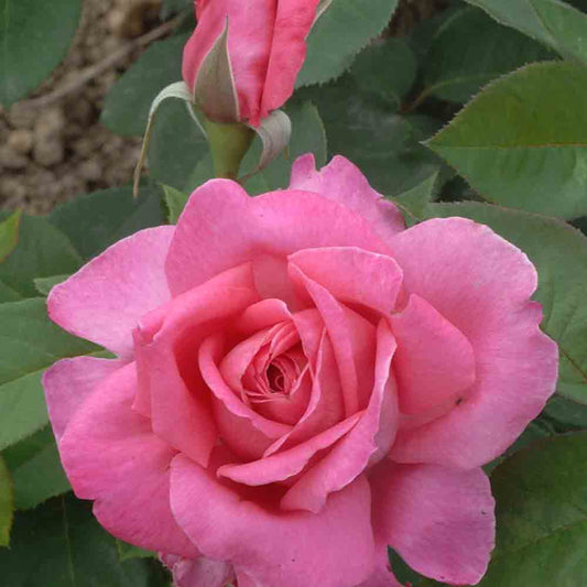AVEU ROSE - LARGE FLOWERS