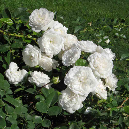 ROSE BUSH SNOW BALLET® - BODENDECKER