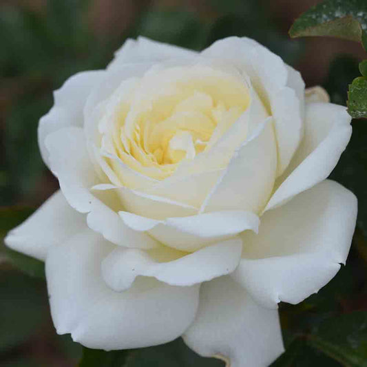 JEANNE MOREAU® ROSE - LARGE FLOWERS