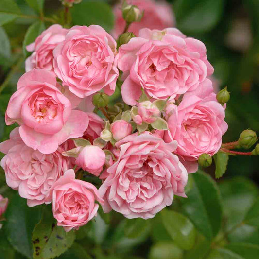 DIE FEENROSE - BODENDECKER