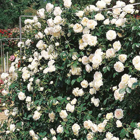 MY GARDEN MY HOME® ROSE - CLIMBING