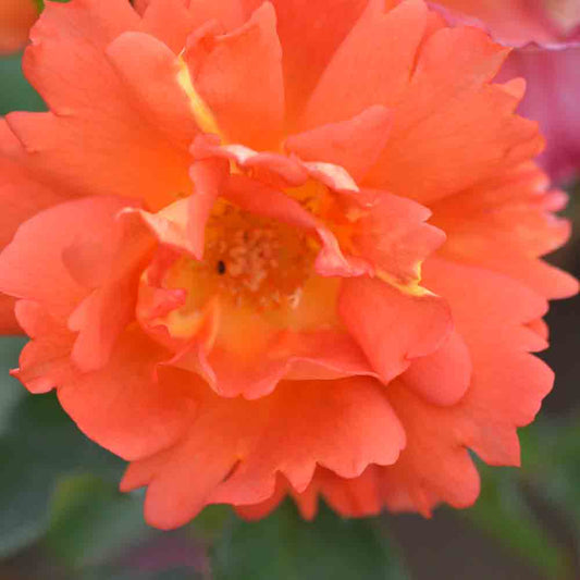 ARIELLE DOMBASLE® ROSE - CLIMBING