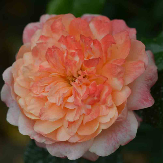 PRINCESS ALEXANDRA® ROSE - RETRO