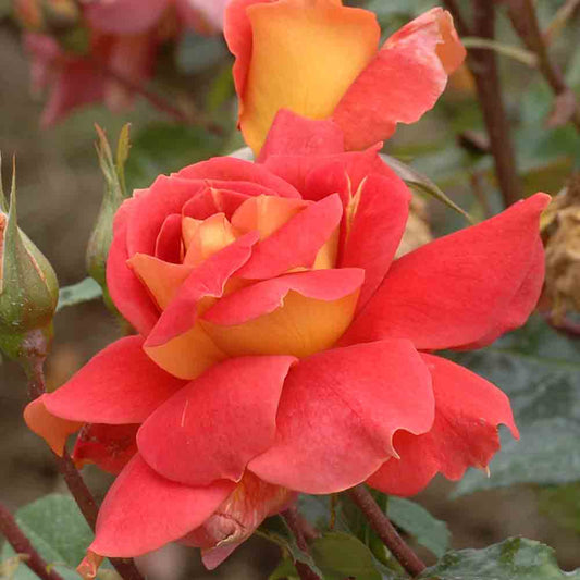 SULTAN-ROSE – GROSSE BLÜTEN