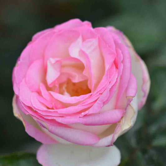 PRINCESS OF MONACO® ROSE - LARGE FLOWERS