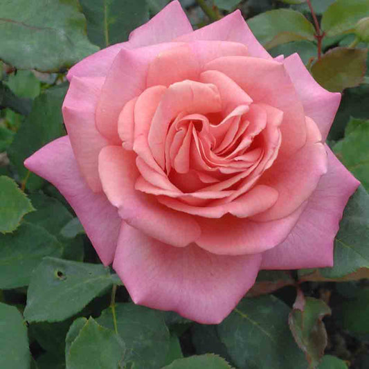 ASTRÉE ROSE - LARGE FLOWERS