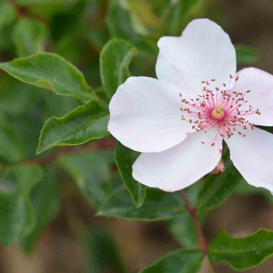 ASTRONOMIA® ROSE - GROUND COVER
