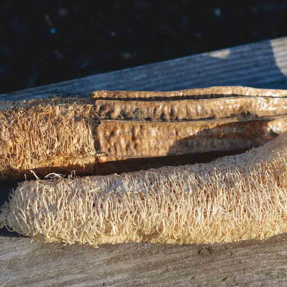 Biskuitkürbis (LUFFA) NT