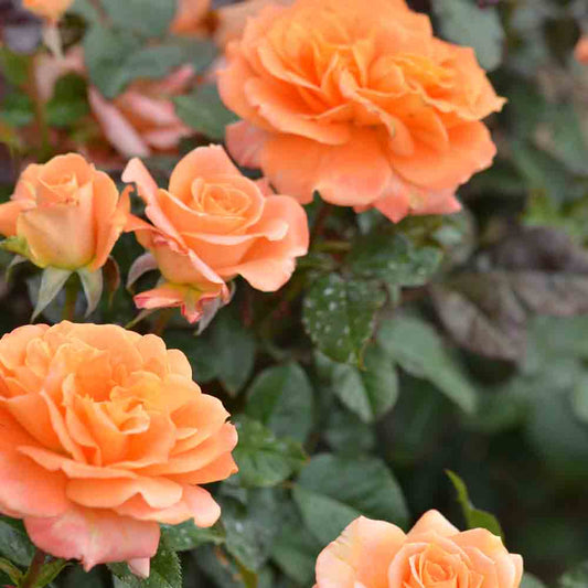 FLORA DANICA® ROSE - LARGE FLOWERS