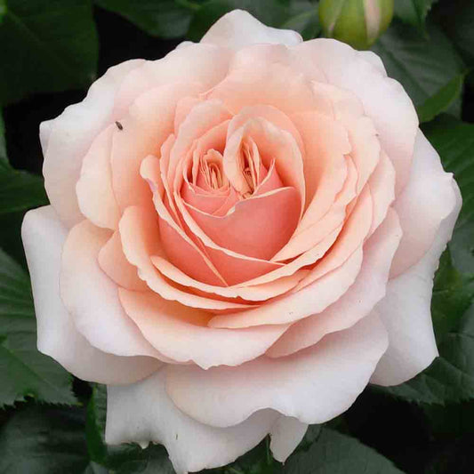CHIMÈNE® ROSE - LARGE FLOWERS