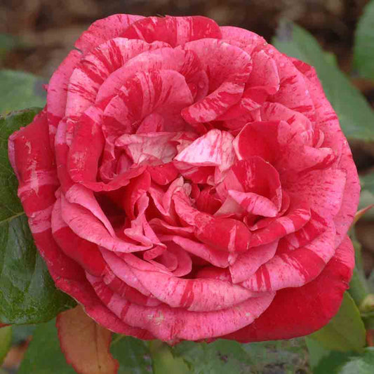 BRIGITTE BARDOT® ROSE - LARGE FLOWERS