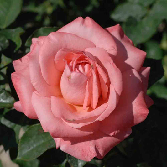 ARTHUR RIMBAUD® ROSE - LARGE FLOWERS
