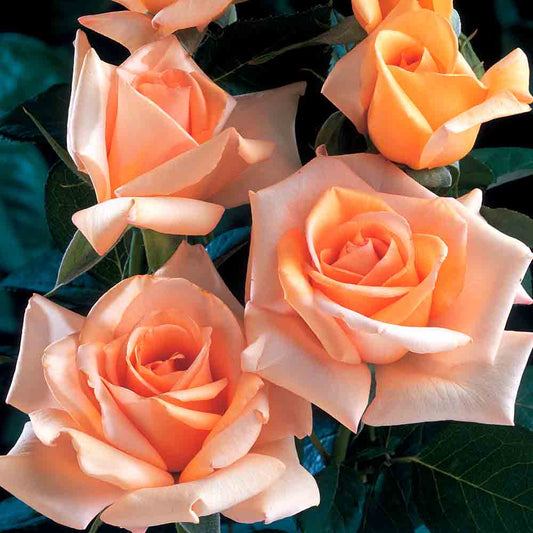 JOLIE MOME® ROSE - LARGE FLOWERS