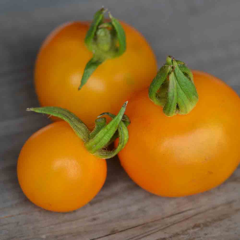 TOMATEN GOLDENE KONIGIN AB