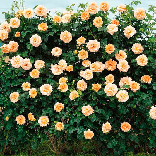 POLKA® ROSE - CLIMBING