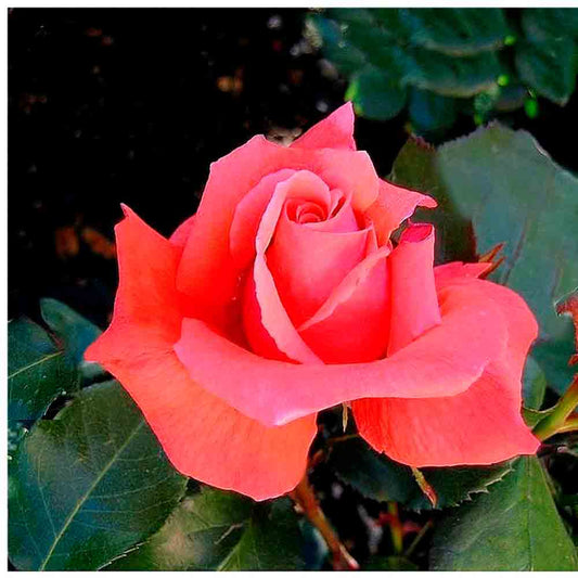CLOUD PARFUMÉ® ROSE - CLIMBING