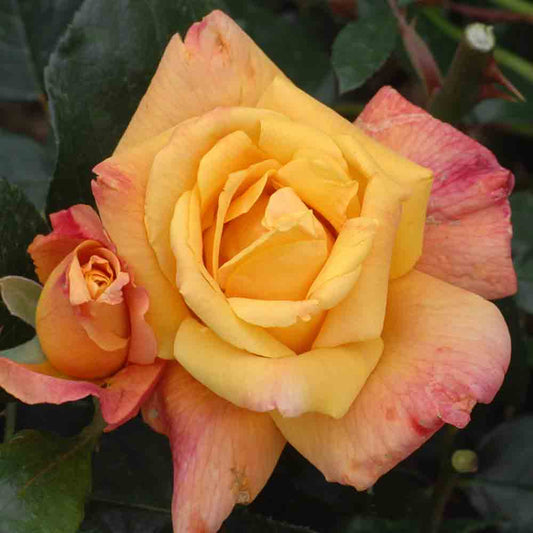 ROSE BUSH SUTTERS GOLD – KLETTERN