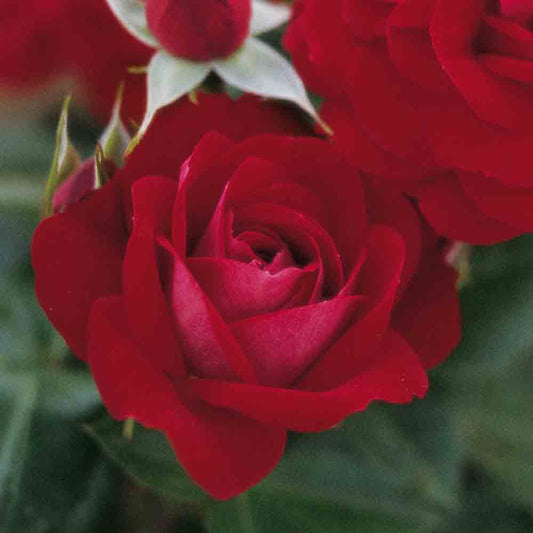 ROSIER COLUCHE® - GROUPED FLOWERS