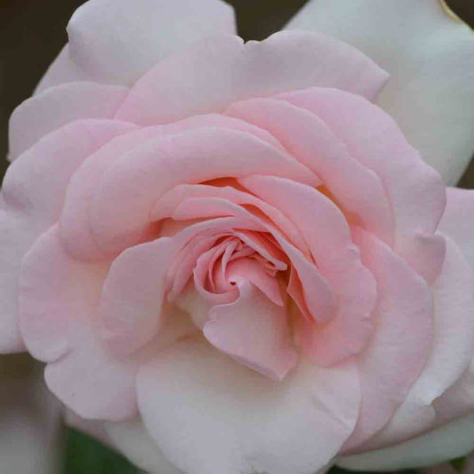 PRINCE JARDINIER® ROSE - LARGE FLOWERS