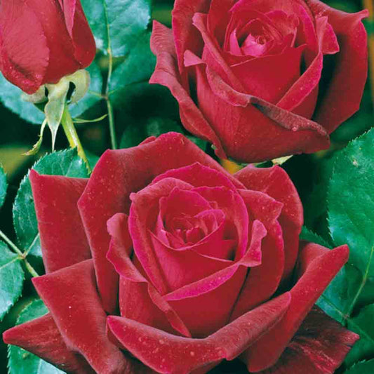 PAPA MEILLAND® ROSE - LARGE FLOWERS