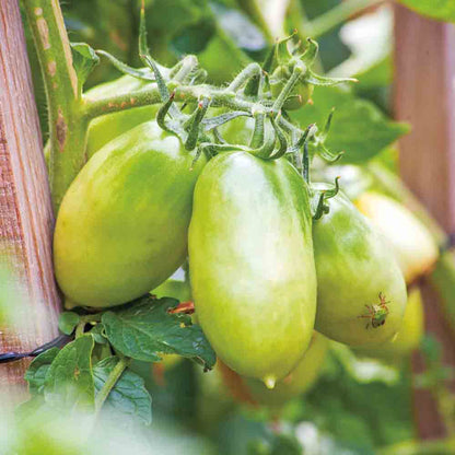 TOMATO CHILE GREEN AB