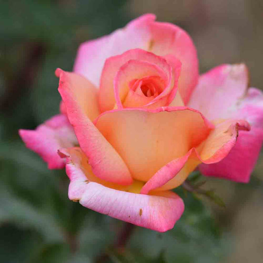 ROSENSTUCH ROXANE® – GROSSE BLÜTEN