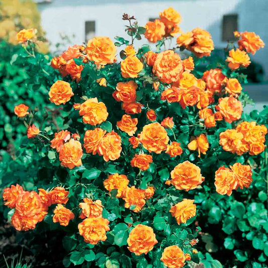 SAHARA® ROSE – GRUPPIERTE BLUMEN
