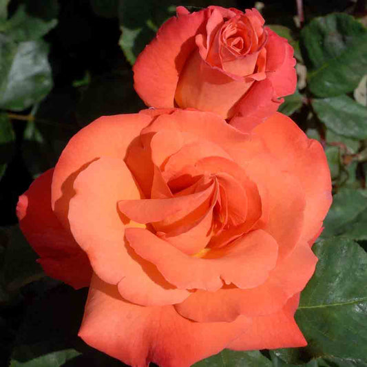 CHRISTOPHE COLOMB® ROSE - LARGE FLOWERS