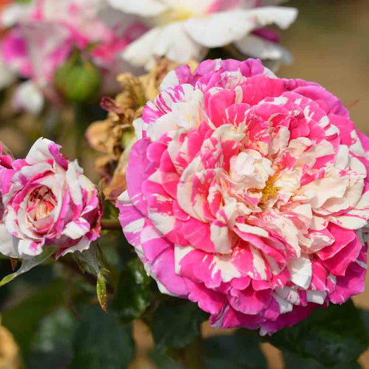 VANILLA STRAWBERRY® ROSENBUSCH - KLETTERN