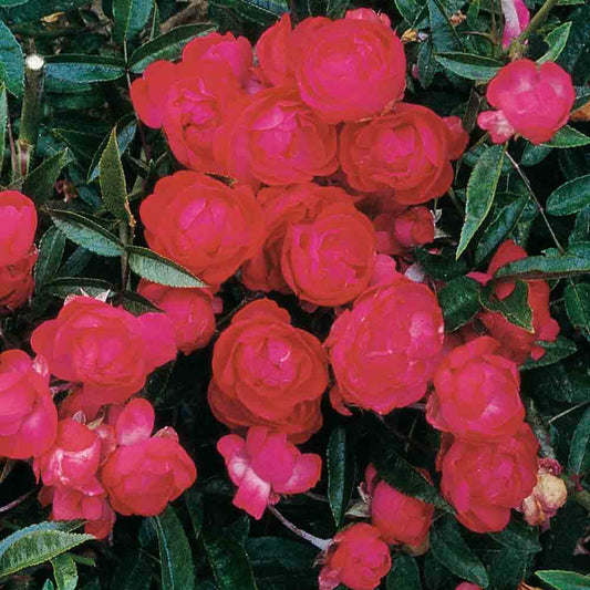 FATHER'S DAY ROSE - GROUPED FLOWERS