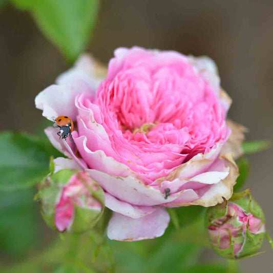 CHANTAL MÉRIEUX® ROSE - RETRO